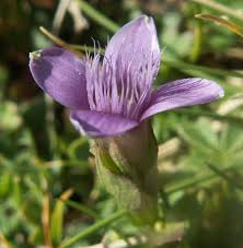 Attēlu rezultāti vaicājumam “Gentianella campestris”