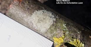 Attēlu rezultāti vaicājumam “Lecidella elaeochroma”