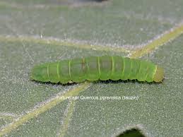 Attēlu rezultāti vaicājumam “Nycteola sp.”