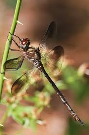 Attēlu rezultāti vaicājumam “Cordulidae”