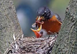Attēlu rezultāti vaicājumam “Turdus viscivorus nest”
