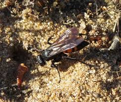 Attēlu rezultāti vaicājumam “Anoplius viaticus”