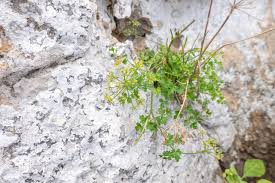 Attēlu rezultāti vaicājumam “Peucedanum palustre fruit”