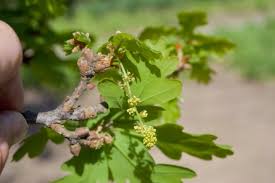 Attēlu rezultāti vaicājumam “Quercus robur male flower”