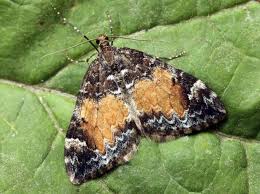 Attēlu rezultāti vaicājumam “Dysstroma truncata”