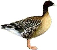 Attēlu rezultāti vaicājumam “Anser brachyrhynchus”