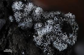 Attēlu rezultāti vaicājumam “Badhamia lilacina macro”