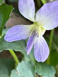 Attēlu rezultāti vaicājumam “Viola sororia flower”
