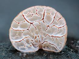 Attēlu rezultāti vaicājumam “Physarum bitectum macro”