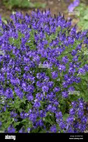 Image result for Veronica teucrium
