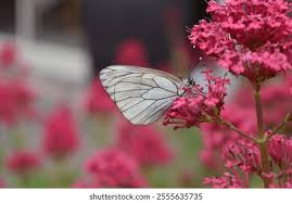 Attēlu rezultāti vaicājumam “Aporia crataegi female”