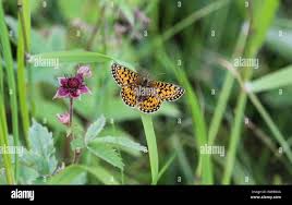 Attēlu rezultāti vaicājumam “Boloria eunomia”