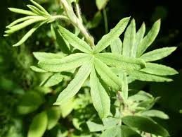 Attēlu rezultāti vaicājumam “Pentaphylloides fruticosa leaf”