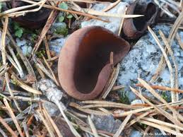 Attēlu rezultāti vaicājumam “Peziza badia”