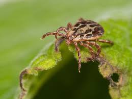 Attēlu rezultāti vaicājumam “Dermacentor reticulatus”