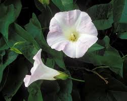 Attēlu rezultāti vaicājumam “Calystegia sepium fruit”
