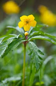 Attēlu rezultāti vaicājumam “Anemone ranunculoides”