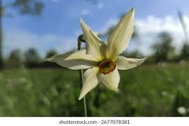 Attēlu rezultāti vaicājumam “Narcissus poeticus”