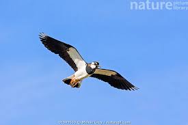 Attēlu rezultāti vaicājumam “Vanellus vanellus”