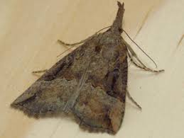 Attēlu rezultāti vaicājumam “Hypena rostralis”