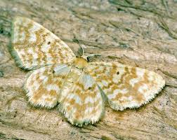 Attēlu rezultāti vaicājumam “Hydrelia sylvata”