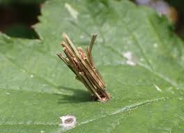 Attēlu rezultāti vaicājumam “Psyche casta larva”