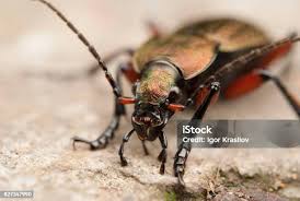 Attēlu rezultāti vaicājumam “Carabus granulatus”