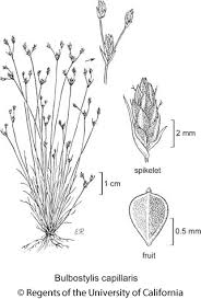 Attēlu rezultāti vaicājumam “Carex capillaris fruit”
