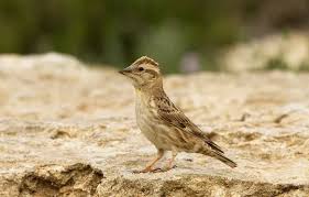 Image result for Petronia petronia