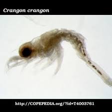 Attēlu rezultāti vaicājumam “Crangon crangon”