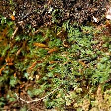 Attēlu rezultāti vaicājumam “Saelania glaucescens”