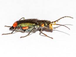 Attēlu rezultāti vaicājumam “Malachius bipustulatus”