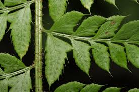Attēlu rezultāti vaicājumam “Polystichum aculeatum”