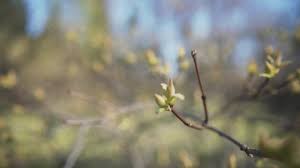 Attēlu rezultāti vaicājumam “Acer tataricum bud”