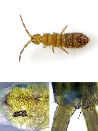 Attēlu rezultāti vaicājumam “Heteromurus nitidus”