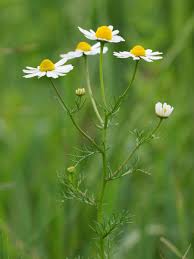 Image result for Matricaria recutita (chamomilla)
