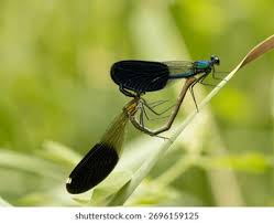 Attēlu rezultāti vaicājumam “Calopteryx splendens”