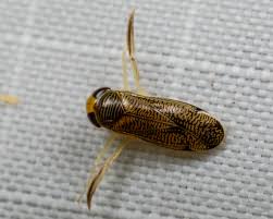 Attēlu rezultāti vaicājumam “Trichia ambigua macro”