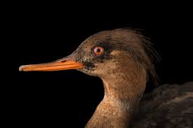 Attēlu rezultāti vaicājumam “Mergus serrator”