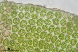 Attēlu rezultāti vaicājumam “Odontoschisma denudatum”