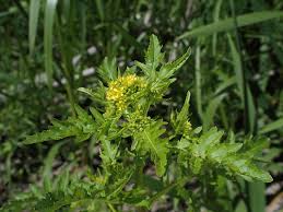 Attēlu rezultāti vaicājumam “Rorippa palustris”