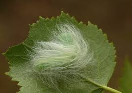 Attēlu rezultāti vaicājumam “Acronicta leporina larva”