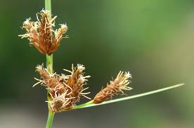 Attēlu rezultāti vaicājumam “Bolboschoenus maritimus”