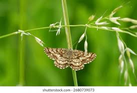 Attēlu rezultāti vaicājumam “Chiasmia clathrata”