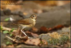 Image result for Luscinia sibilans