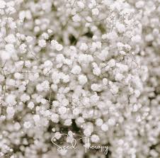 Attēlu rezultāti vaicājumam “Gypsophila paniculata”
