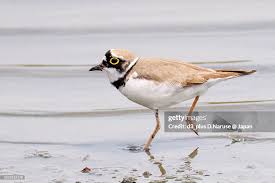 Attēlu rezultāti vaicājumam “Charadrius dubius”