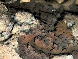 Attēlu rezultāti vaicājumam “Amaurochaete sp.”