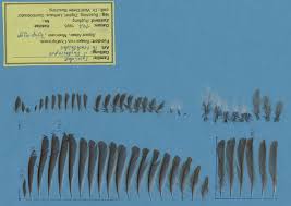 Attēlu rezultāti vaicājumam “Phylloscopus trochiloides adult”