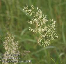 Attēlu rezultāti vaicājumam “Trisetum flavescens flower”